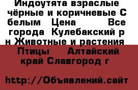 Индоутята взраслые чёрные и коричневые С белым › Цена ­ 450 - Все города, Кулебакский р-н Животные и растения » Птицы   . Алтайский край,Славгород г.